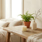 Wooden table with a antique White Pillar Candle, potted plant, and vase in a cozy living room.